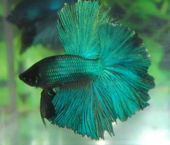 halfmoon