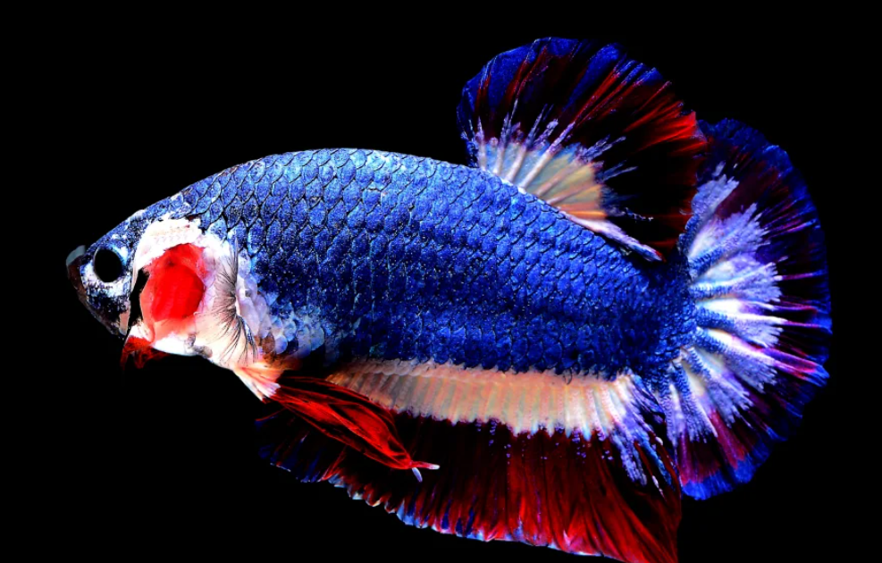 ikan cupang kachen worachai bendera thailand