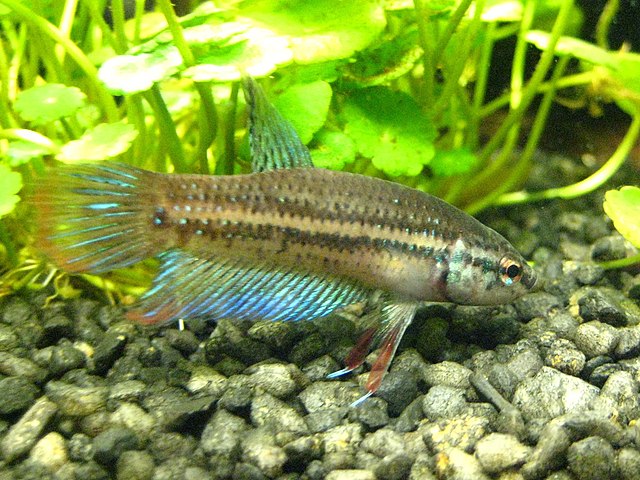 betta imbellis
