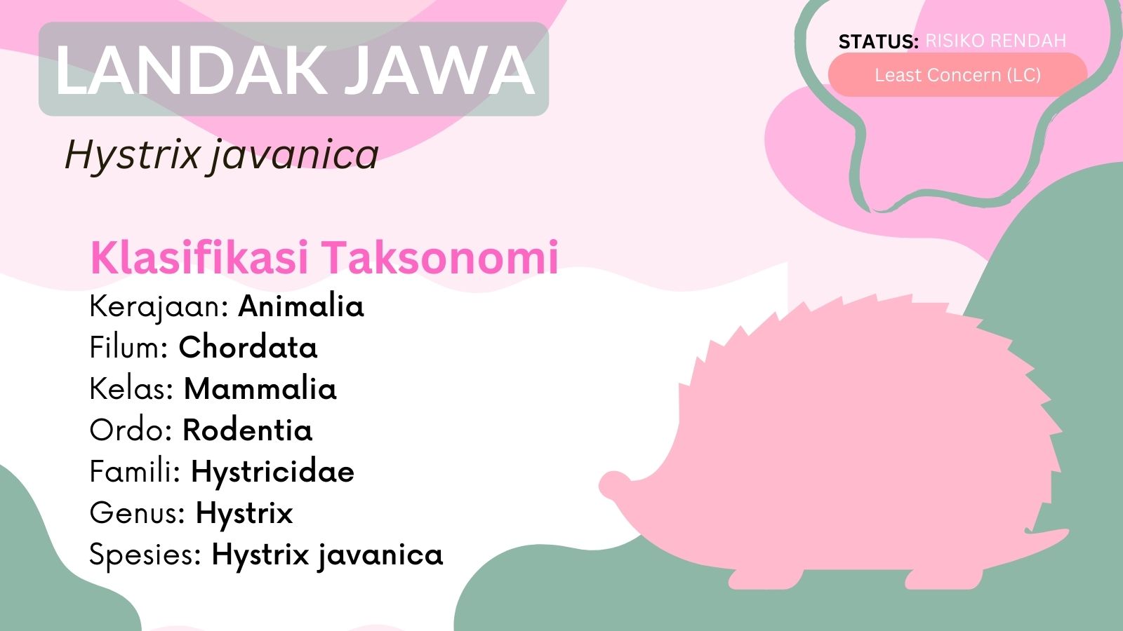 landak jawa klasifikasi taksonomo