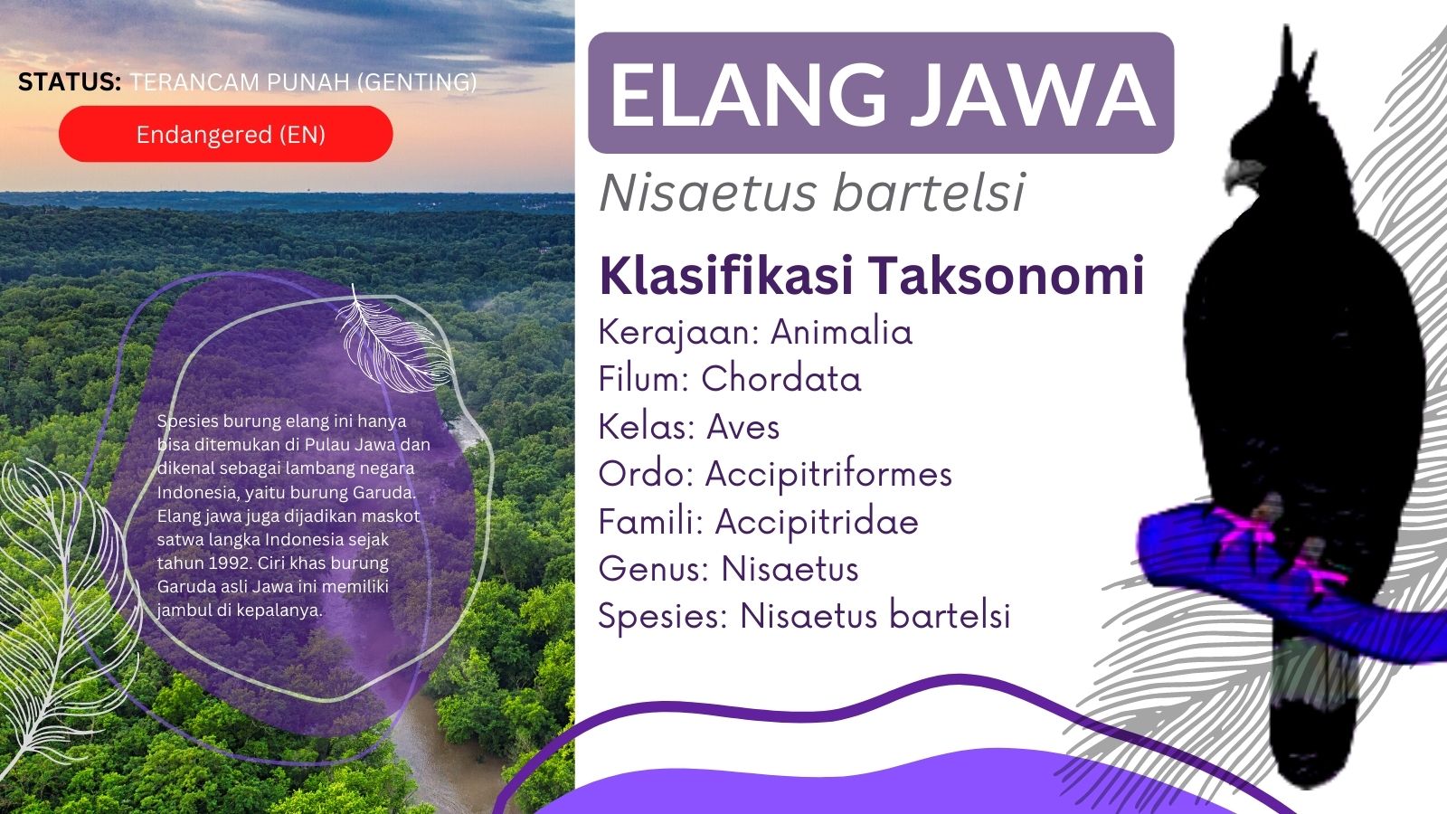 taksonomi elang jawa