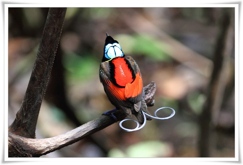 cenderawasih botak Cicinnurus respublica