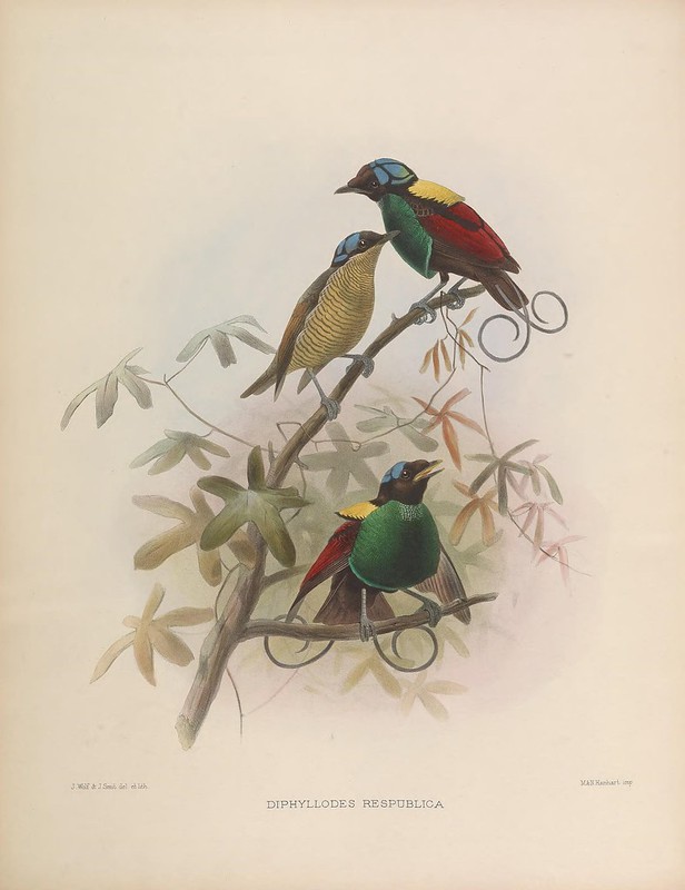 Cicinnurus respublica