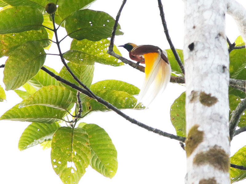 cenderawasih kuning kecil