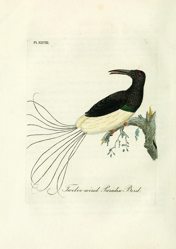 cenderawasih 12 kawat