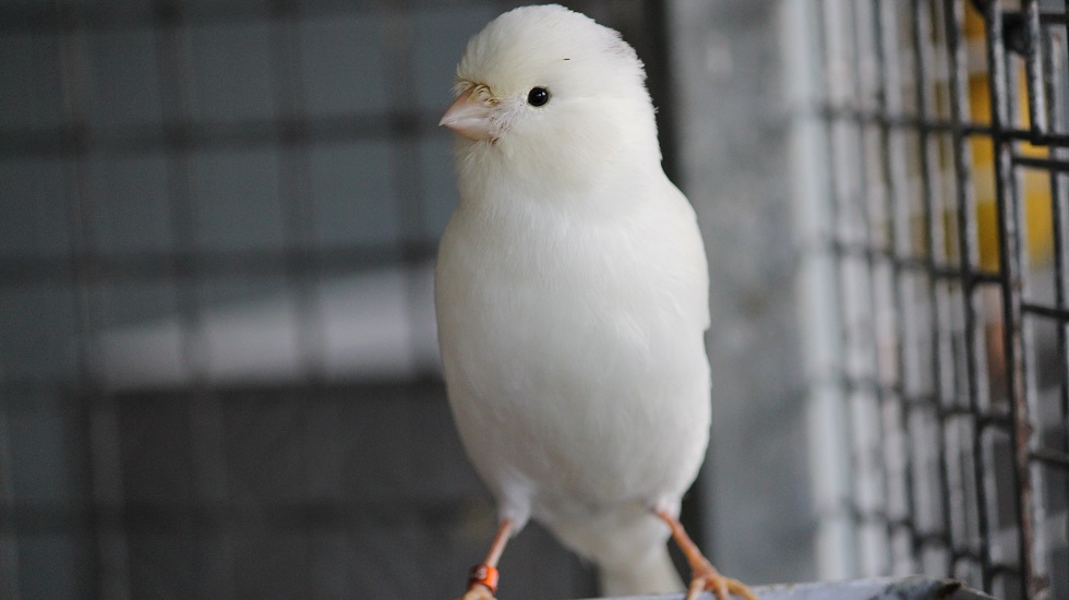 border fancy canary