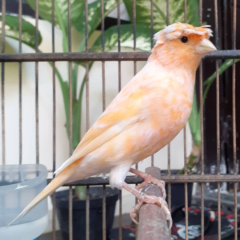 burung kenari jambul