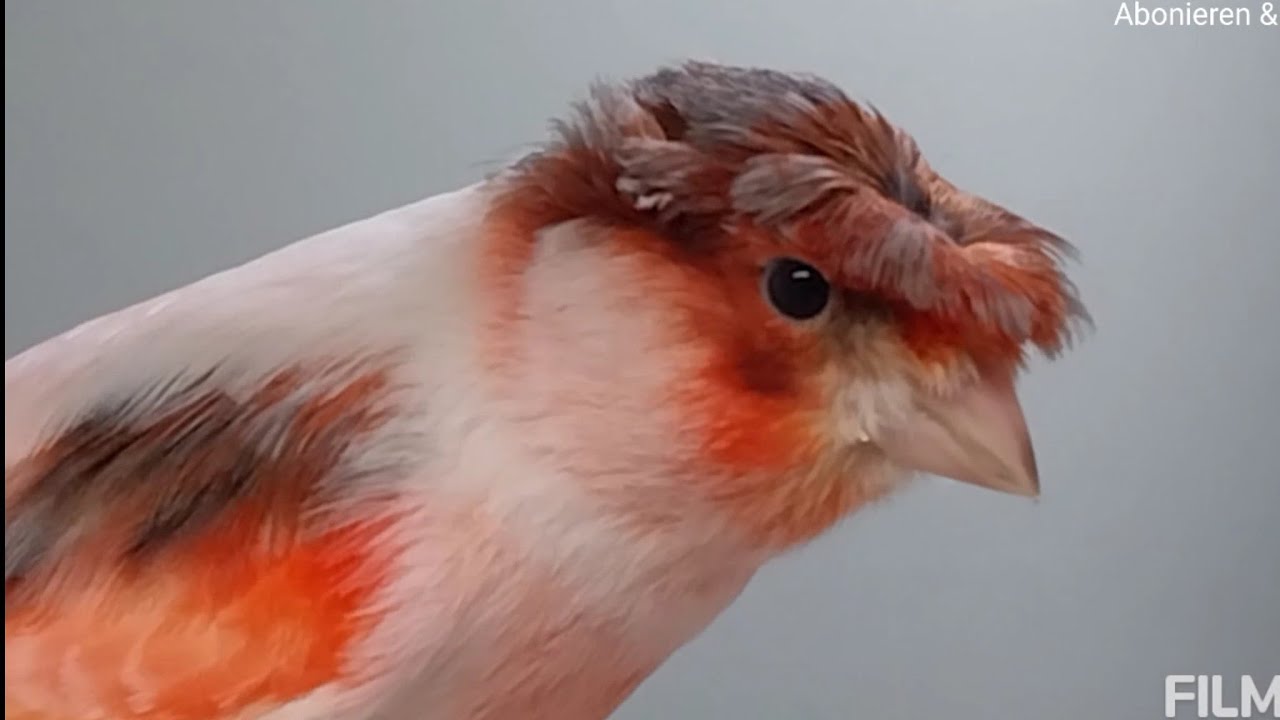 Harlequin Portuguese