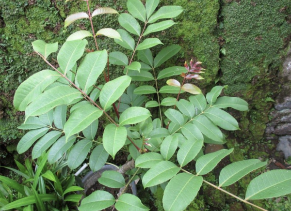 Daun Cemcem Bali | Foto: M. Kuta