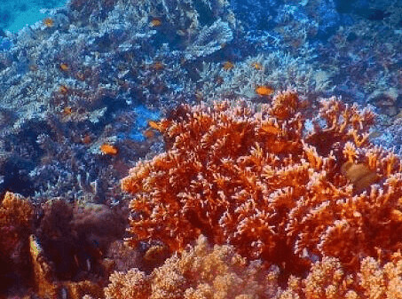 Bangsring Underwater