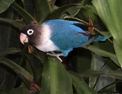 Love Bird Cobalt | Pinterest
