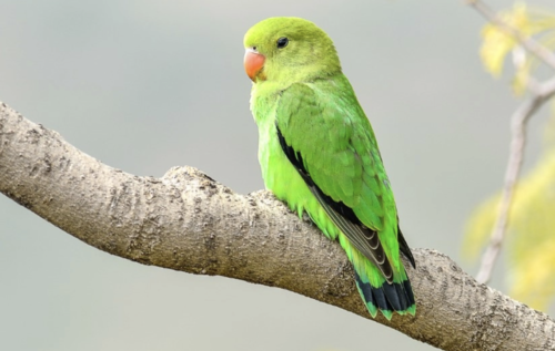 Lovebird Abisina | Peter W. Hills Natgeo