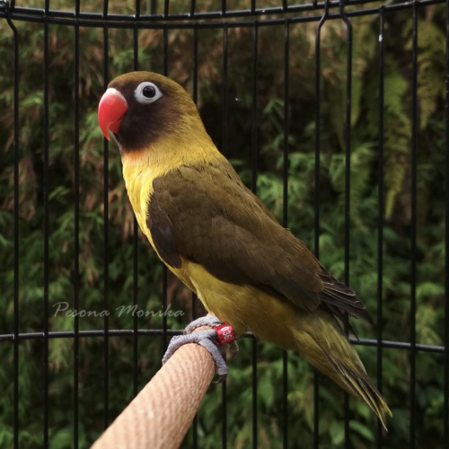 Lovebird Olive | Pesona Monika Pinterest