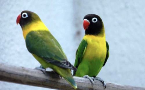 Lovebird Dakocan | Pinterest