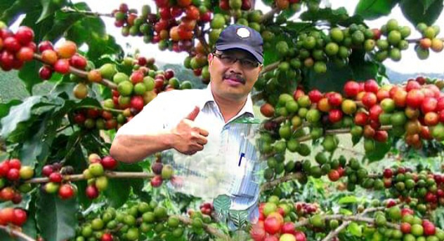 Peran Ekonomi Budidaya Kopi Arabika Gayo