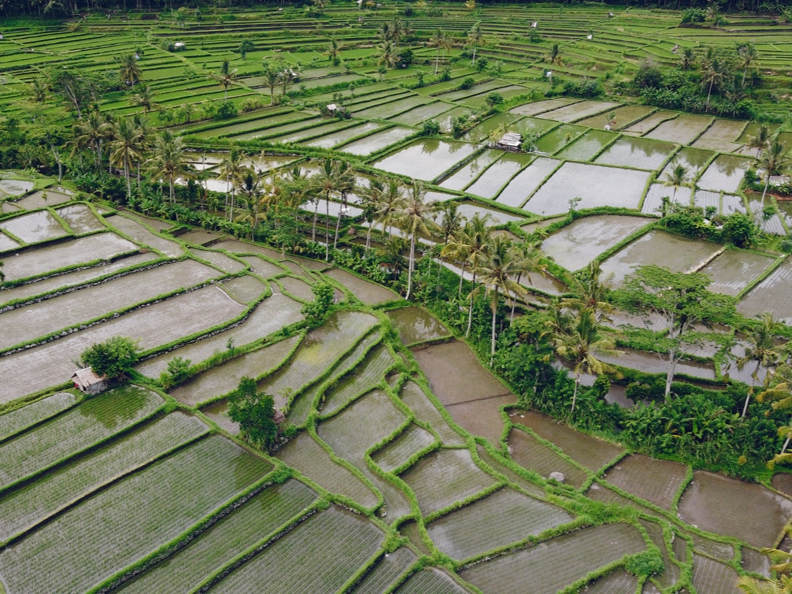 Ilustrasi sebuah sawah di kampung.