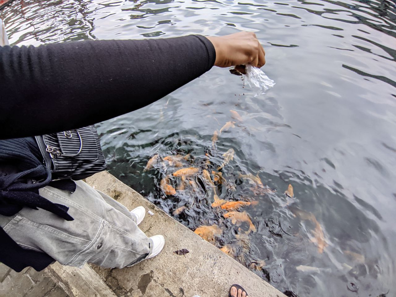 Memberi Makan Ikan Di Situ Cipanten