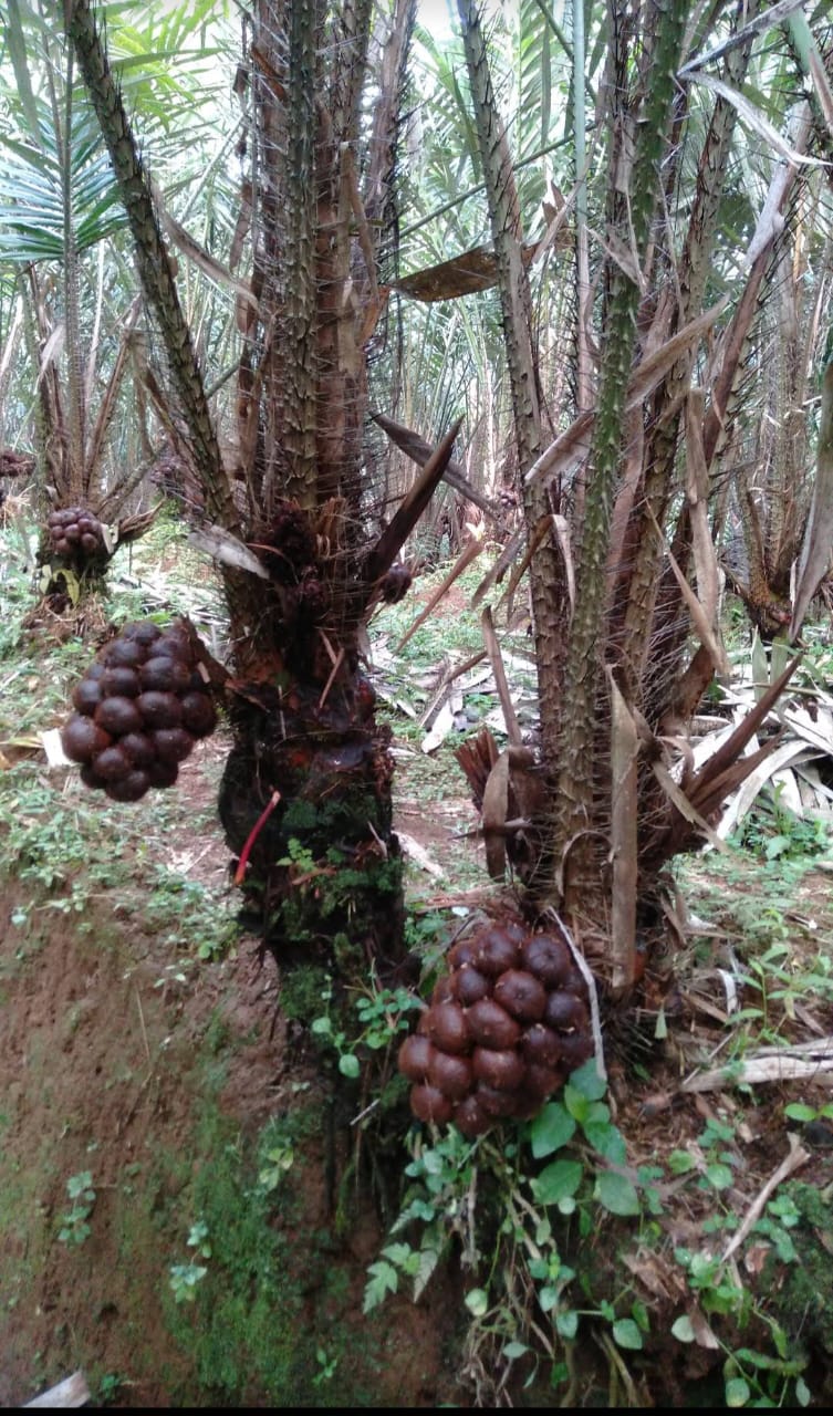 Kebun Salak Pondoh Banjarnegara. Sumber : Dokumen Pribadi