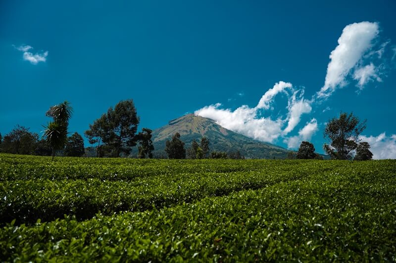 Kebun Teh Tambi