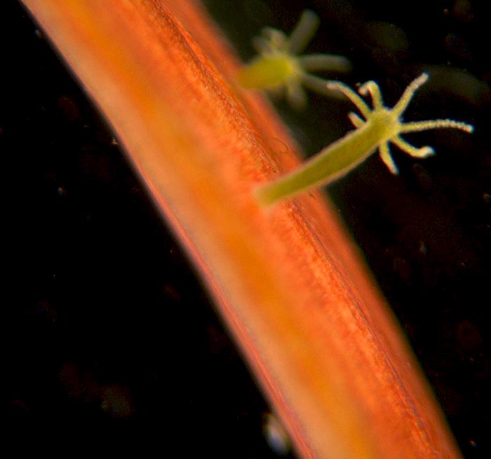 Hydra
