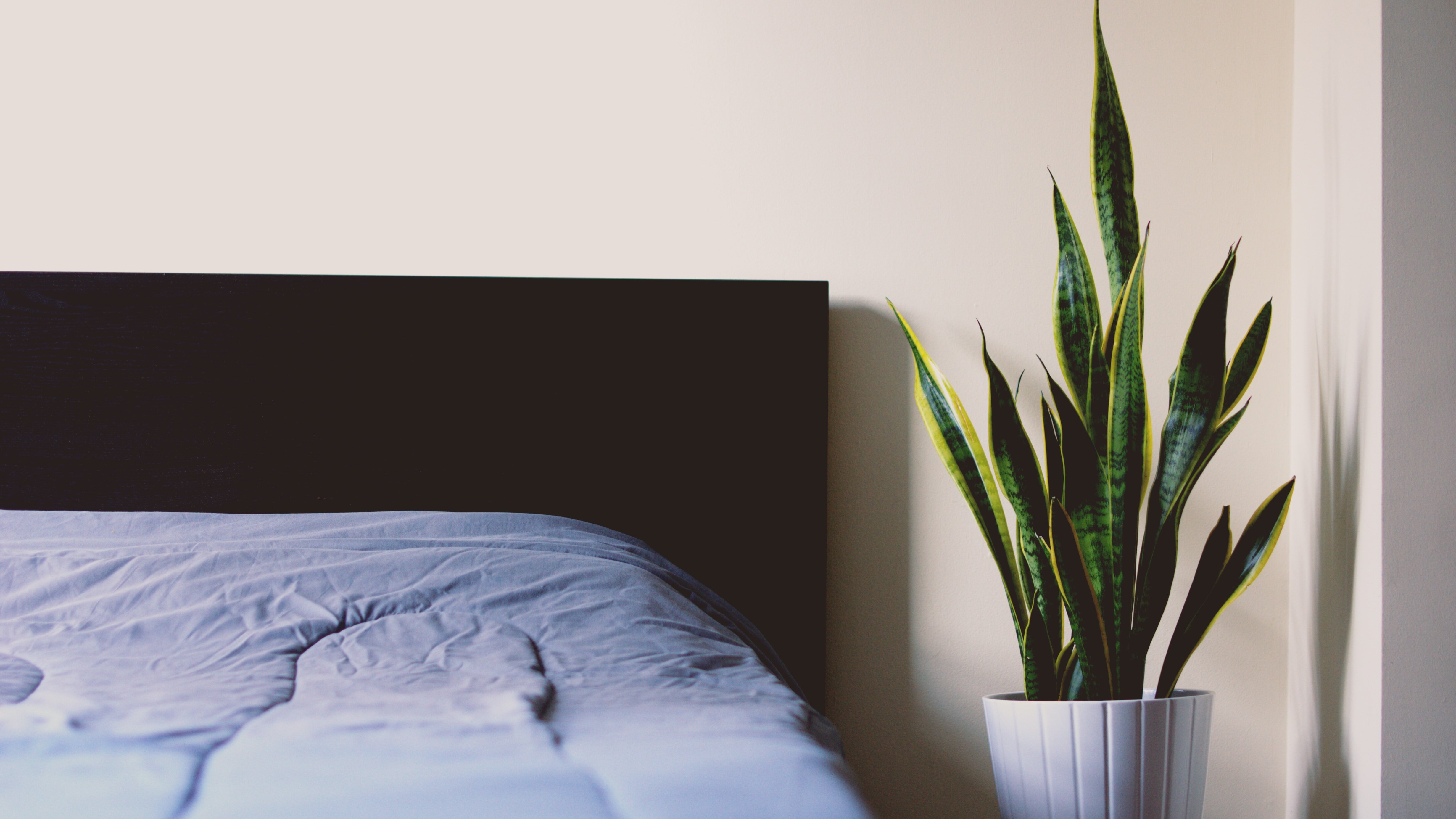 Sansevieria | Foto: Blocks/unsplash.com