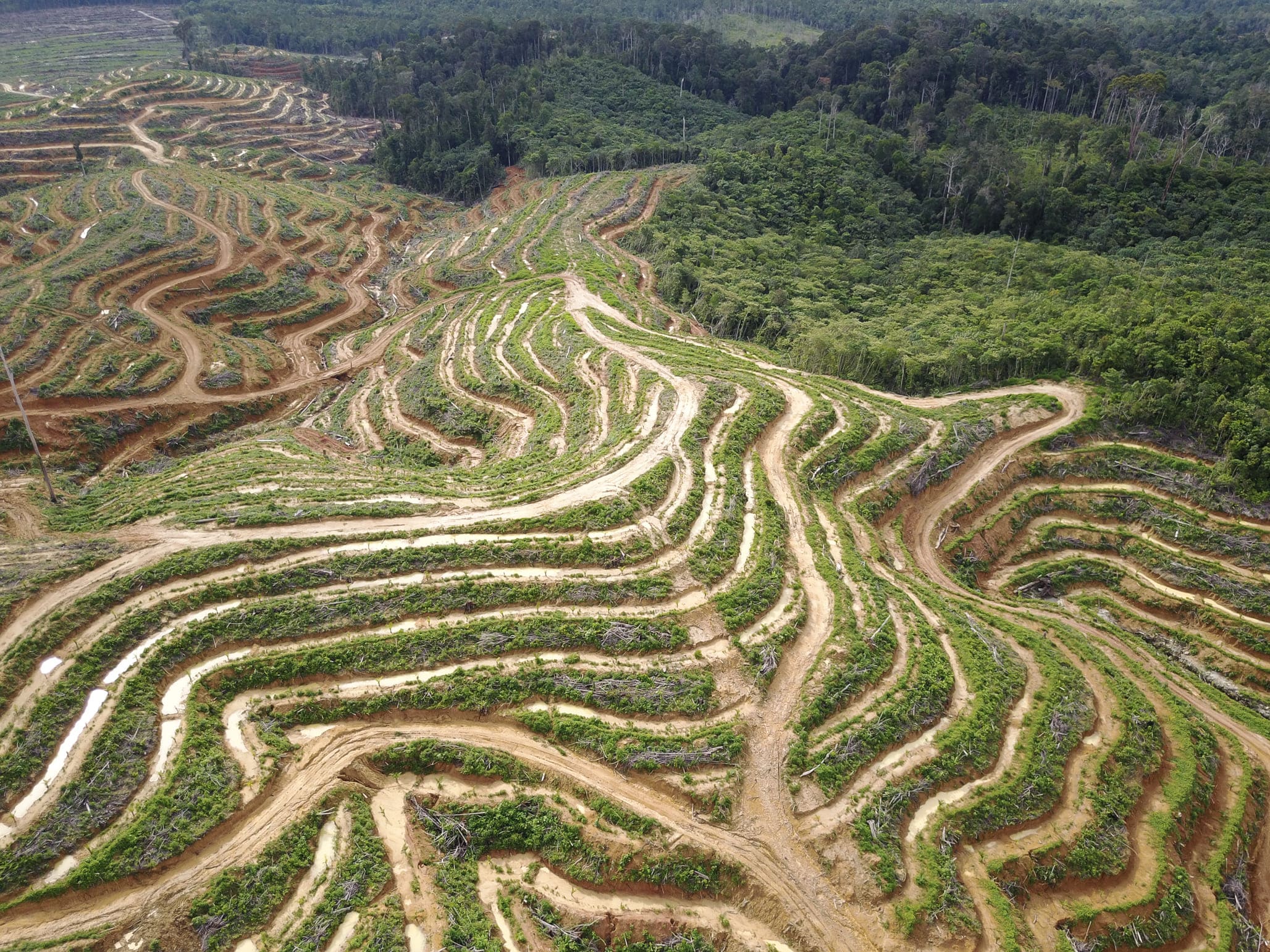 Pembukaan lahan kelapa sawit (© Mongabay)