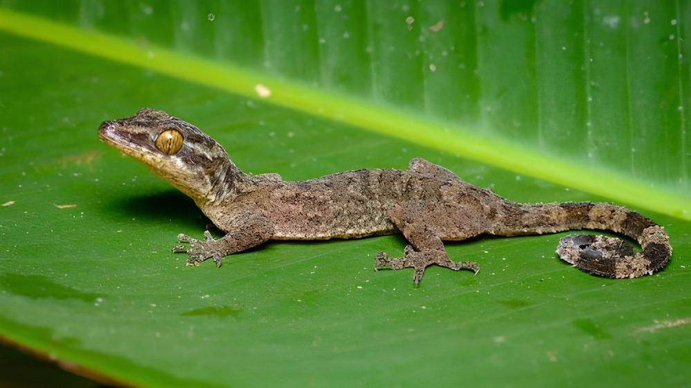 Tokek Kaki Bengkok Thailand yang Ditemukan di Pegunungan Tenasserim(©Taman Nasional Thailand / Creative Commons)