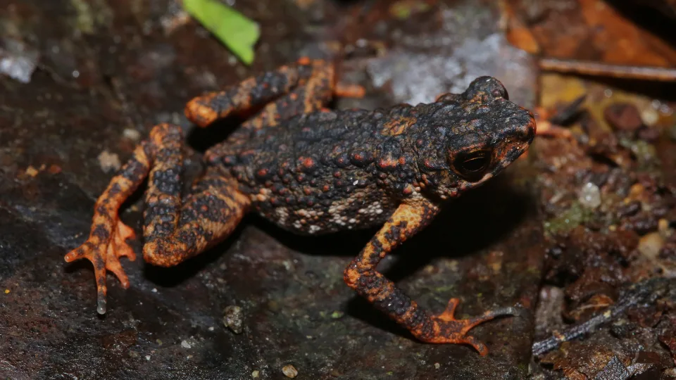 Vibrant Reddish Orange Toads yang Ditemukan di Semenanjung Thailand-Melayu (© Parinya Pawangkhanant / WWF UK)