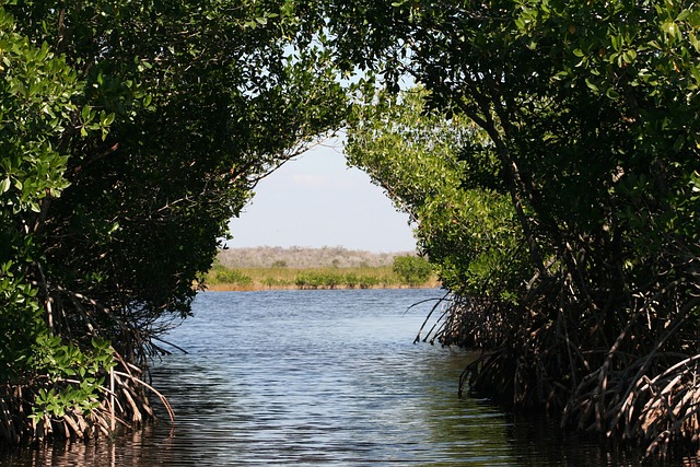 Mangrove Foto: Pixabay/TanjaC