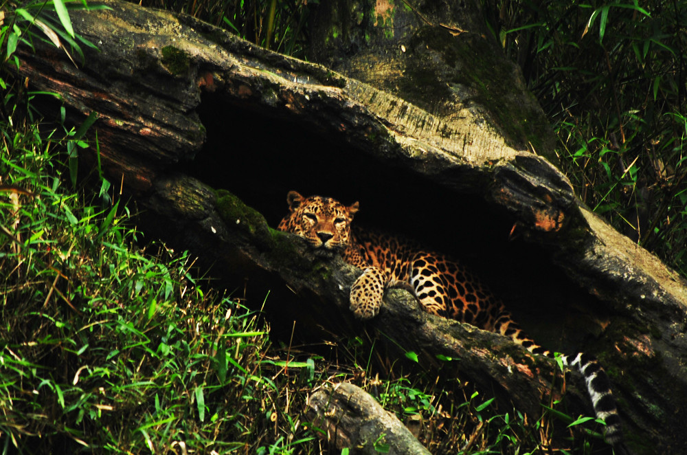 Macan tutu jawa/Flickr