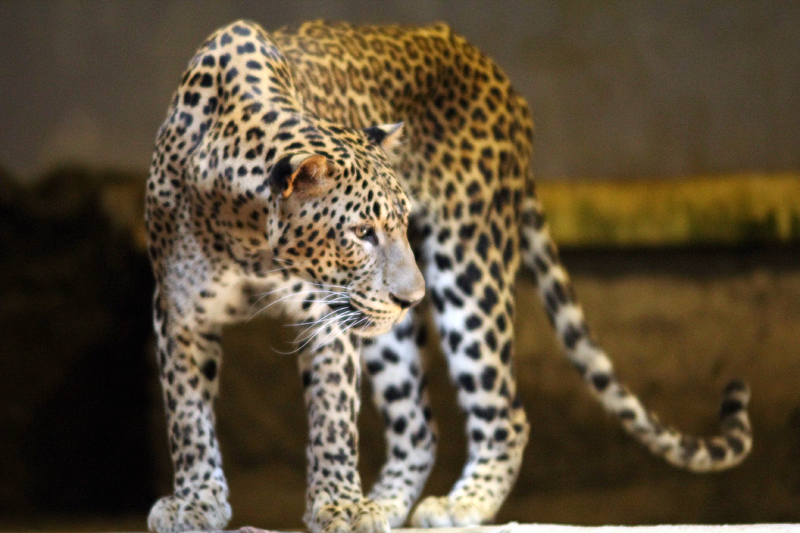 Macan tutul/Flickr