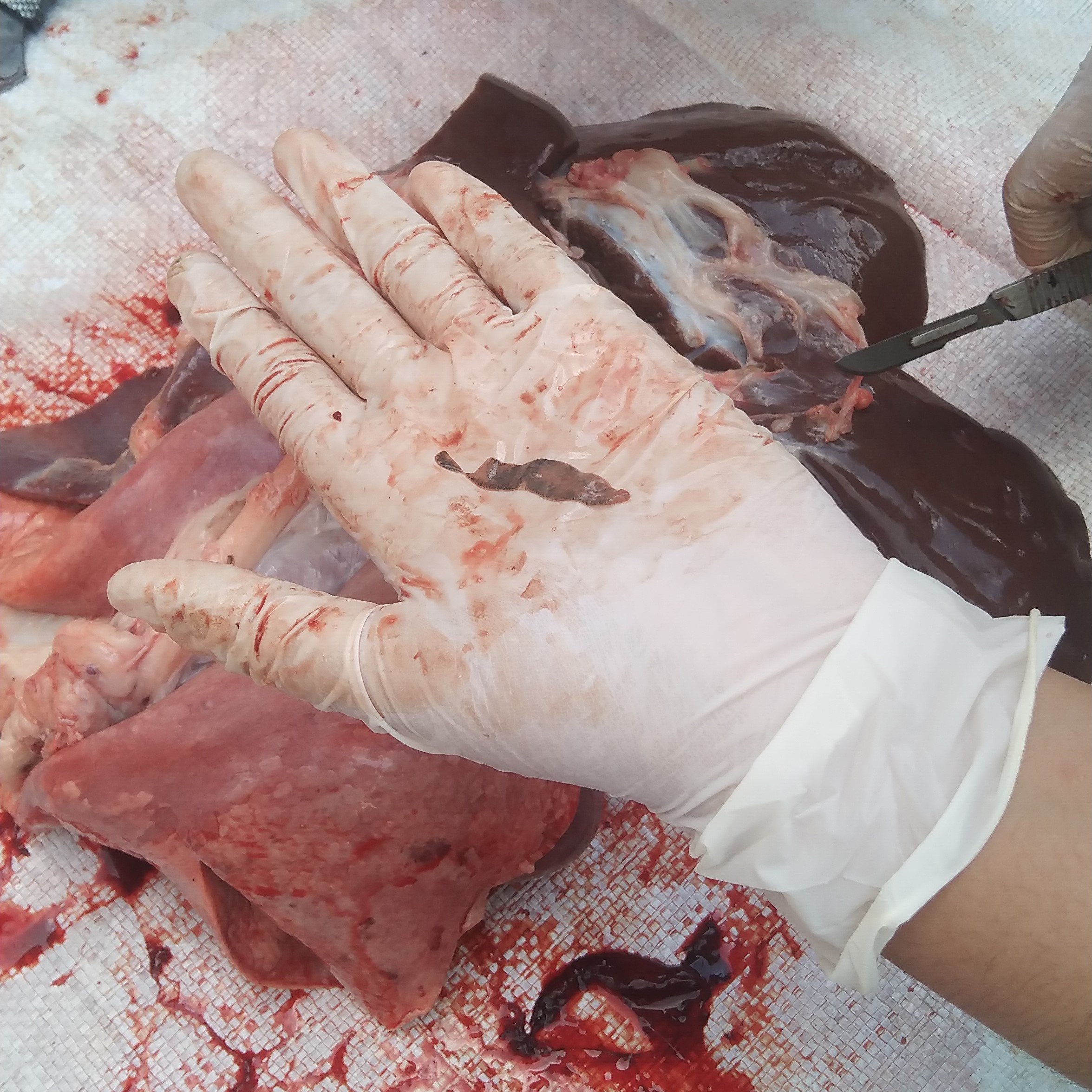 Cacing Fasciola hepatica pada Ternak Kambing | Sumber: Dokumentasi pribadi
