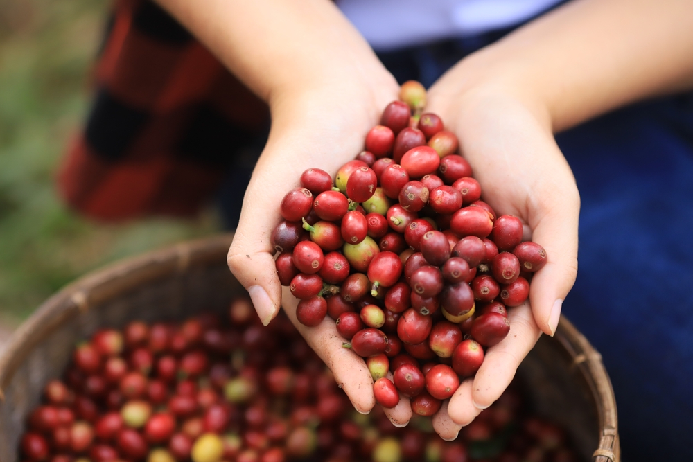 Kopi Robusta/Shutterstock