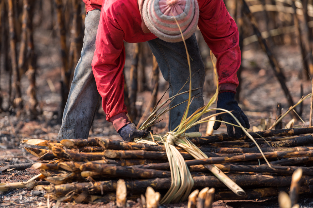 Petani tebu/Shutterstock