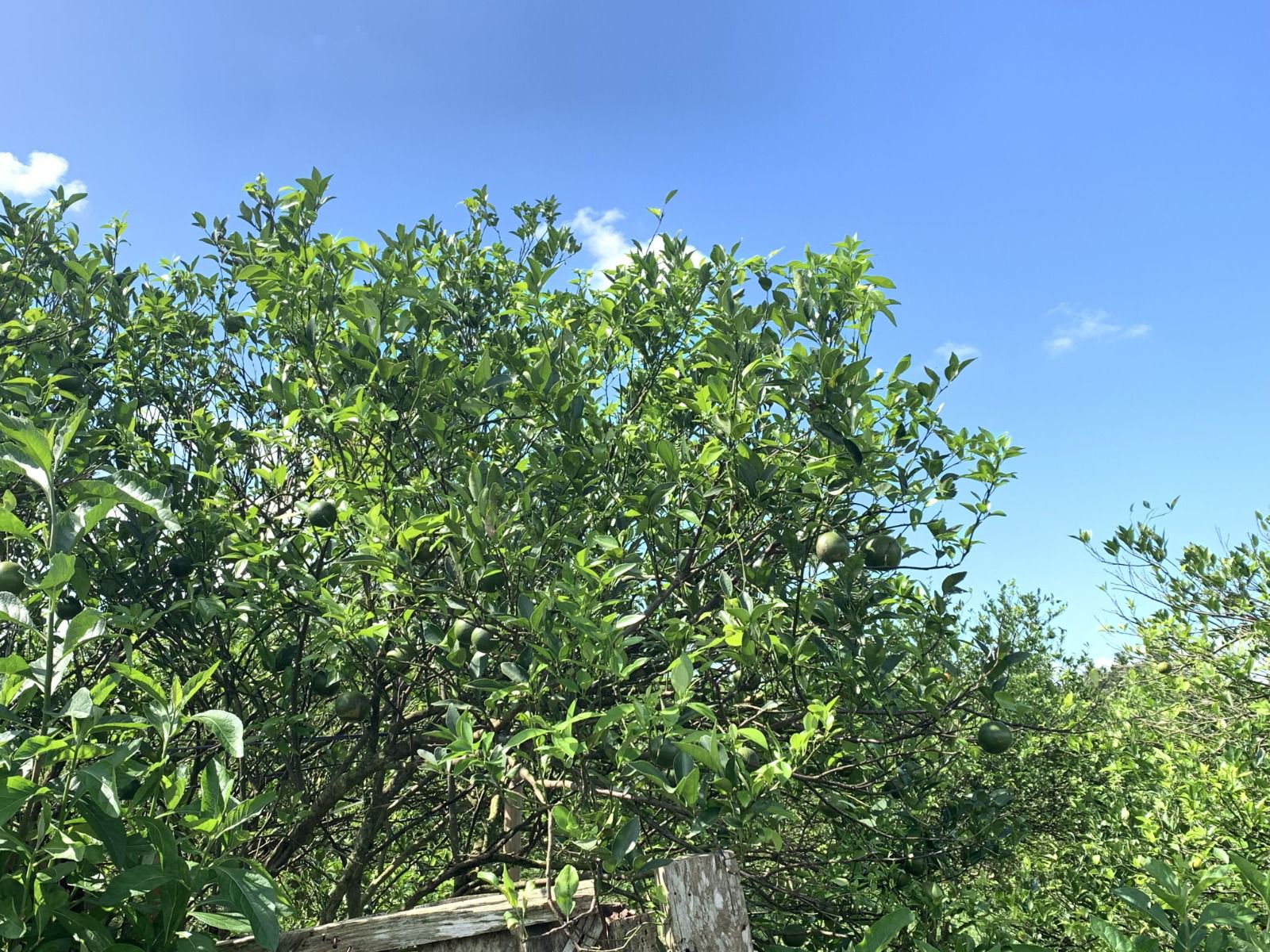 Jeruk di Desa Barurejo