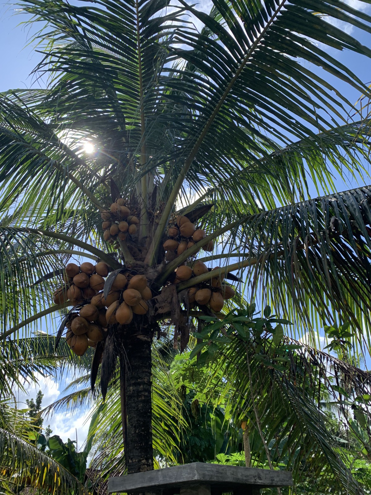 Kelapa di Desa Barurejo