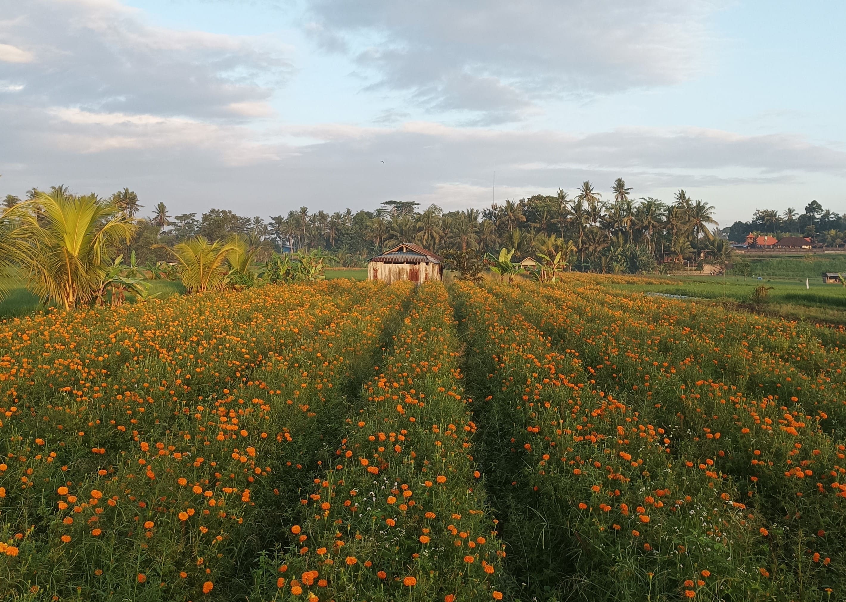 Foto Pekarangan Bunga Marigold | Sumber: Dokumentasi Pribadi KKN-PPM UGM Unit Mengwi