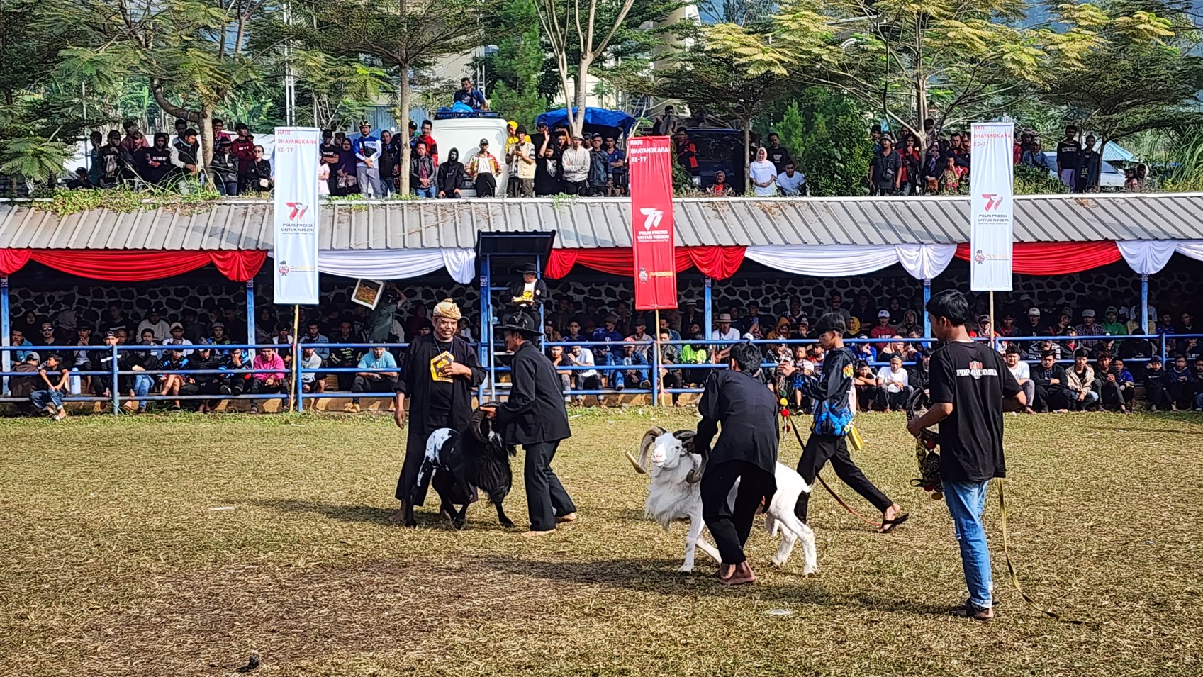 kompetisi domba tangkas