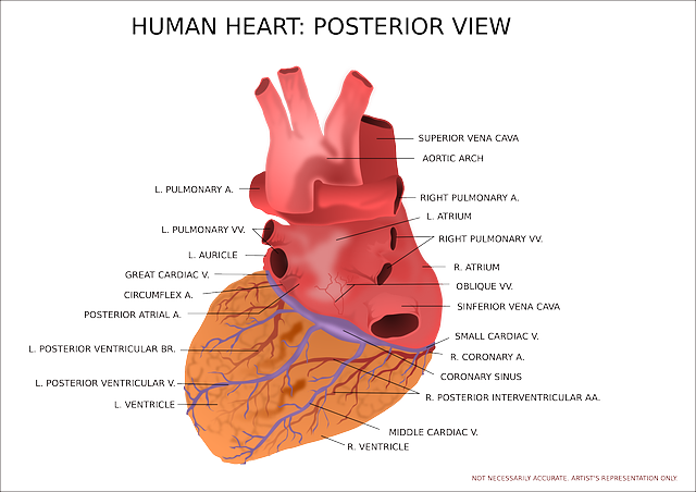 Organ Ginjal Foto: Pixabay/OpenClipart-Vectors
