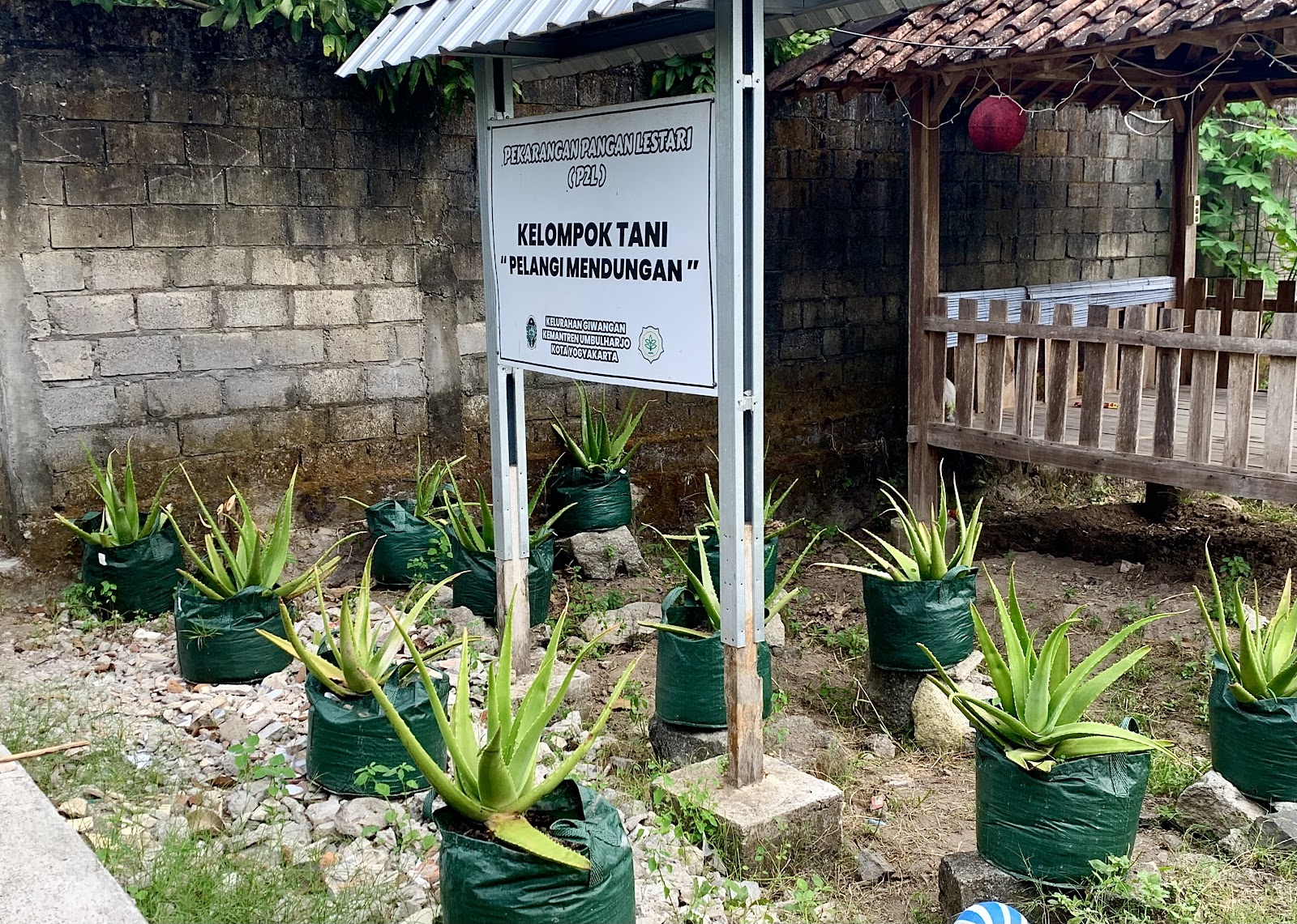 Kebun Lidah Buaya | Foto: Dokumentasi Pribadi