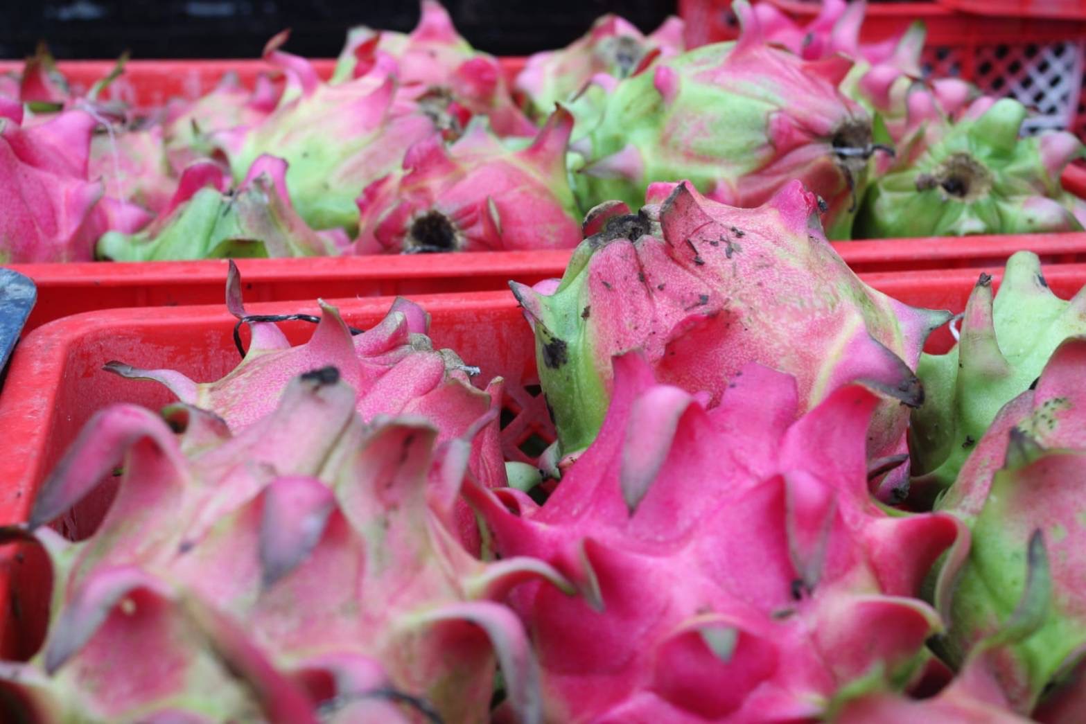 Buah Naga di Desa Barurejo