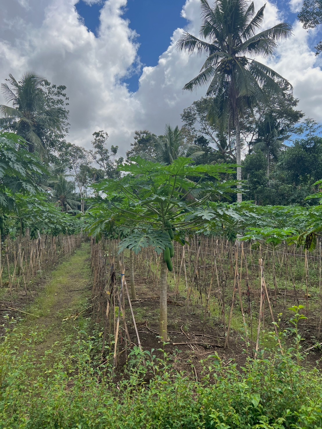 Pepaya di Desa Barurejo