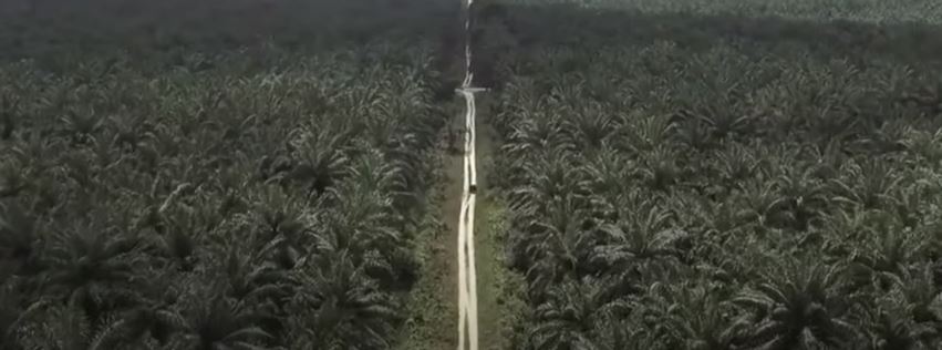 Perkebuunakan Kelapa Sawit | youtube.com/kementrianESDM