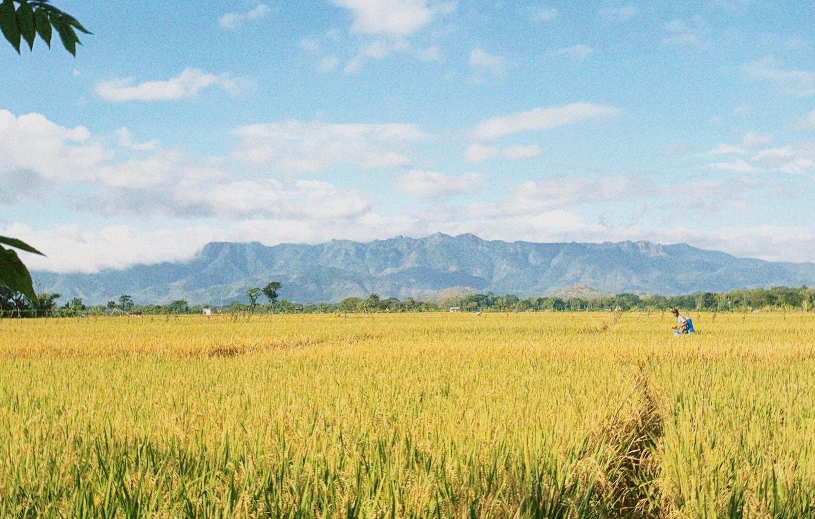 Persawahan Karanggebang | Foto: Dokumentasi Pribadi