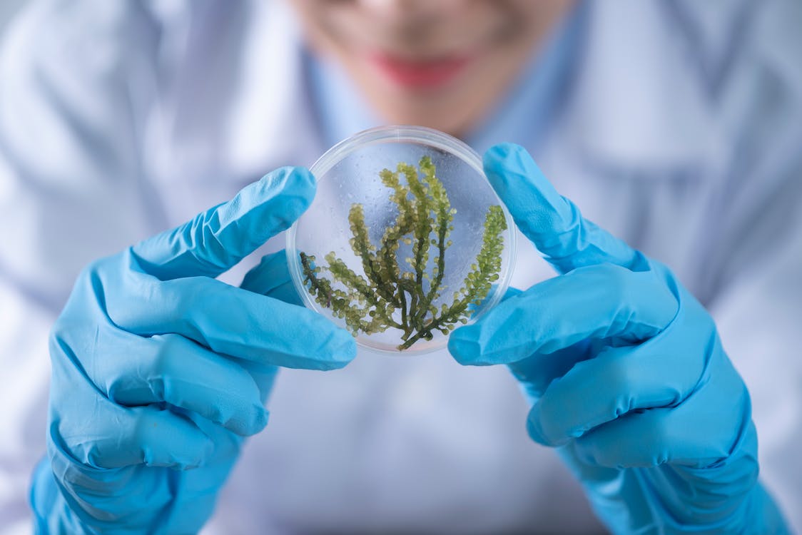 Ilustrasi Penelitian Biodiesel B30 | pexels.com/Chokniti Khongchum