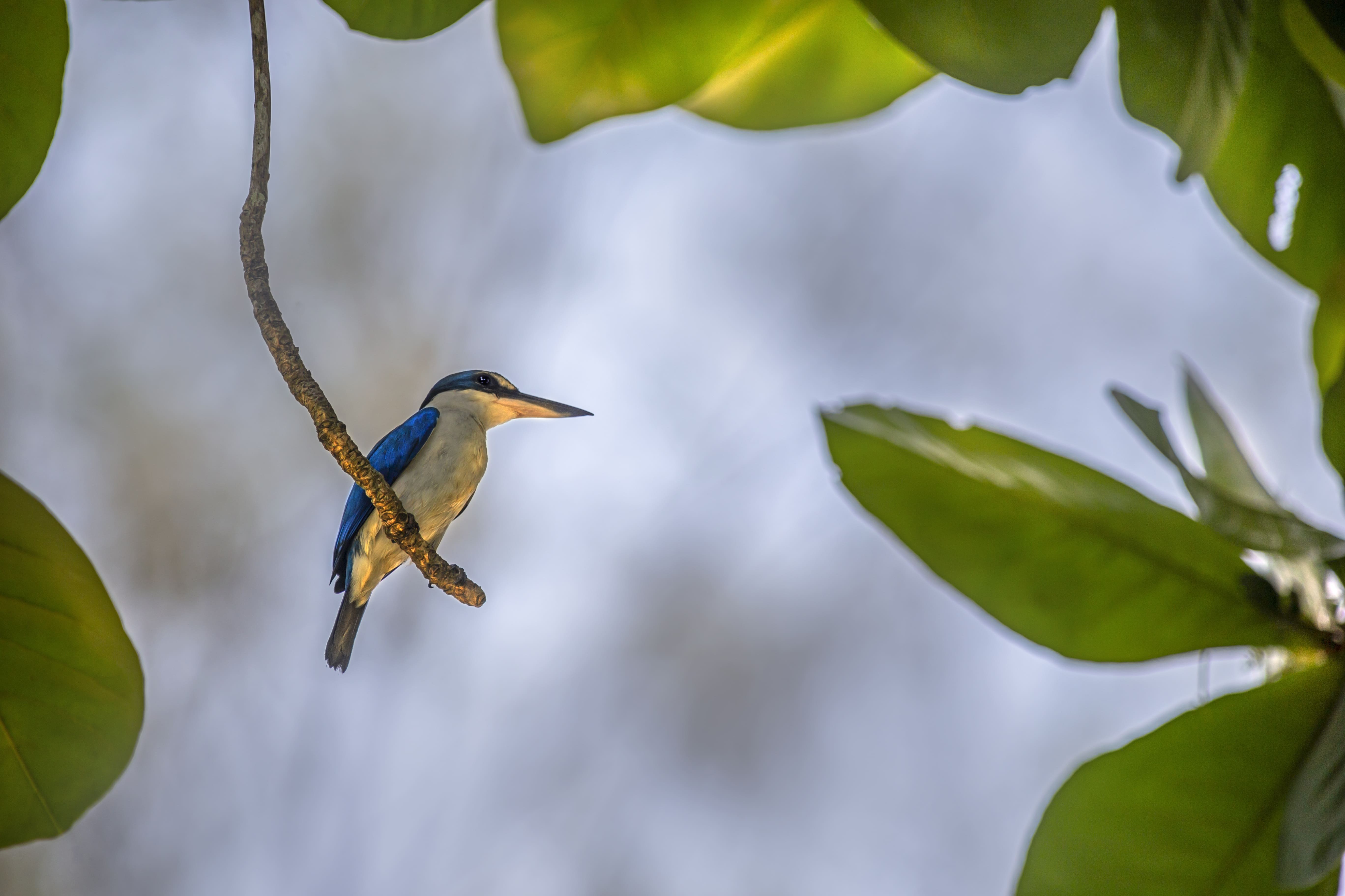 Burung Cekakak Sungai