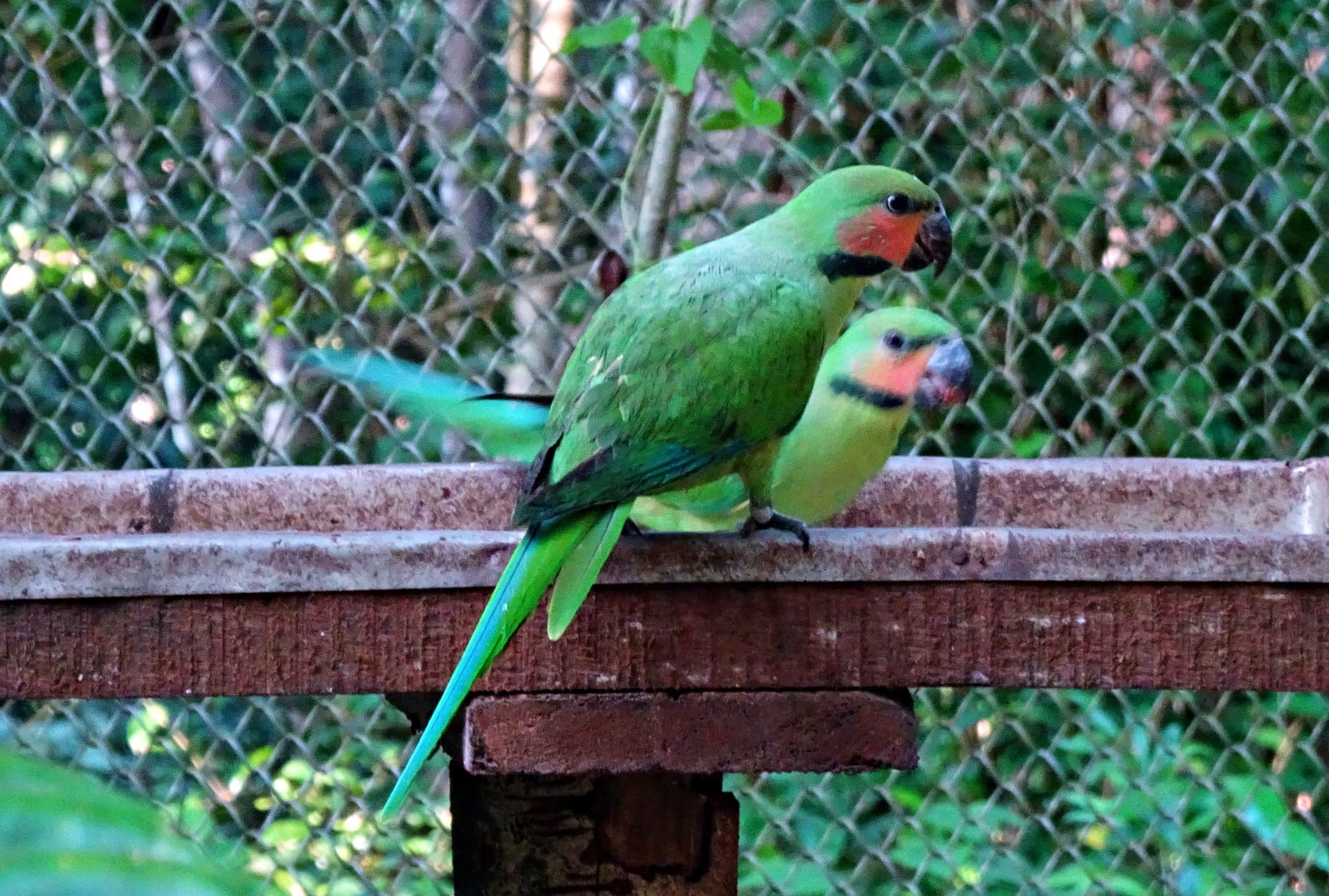 Burung Betet Ekor Panjang