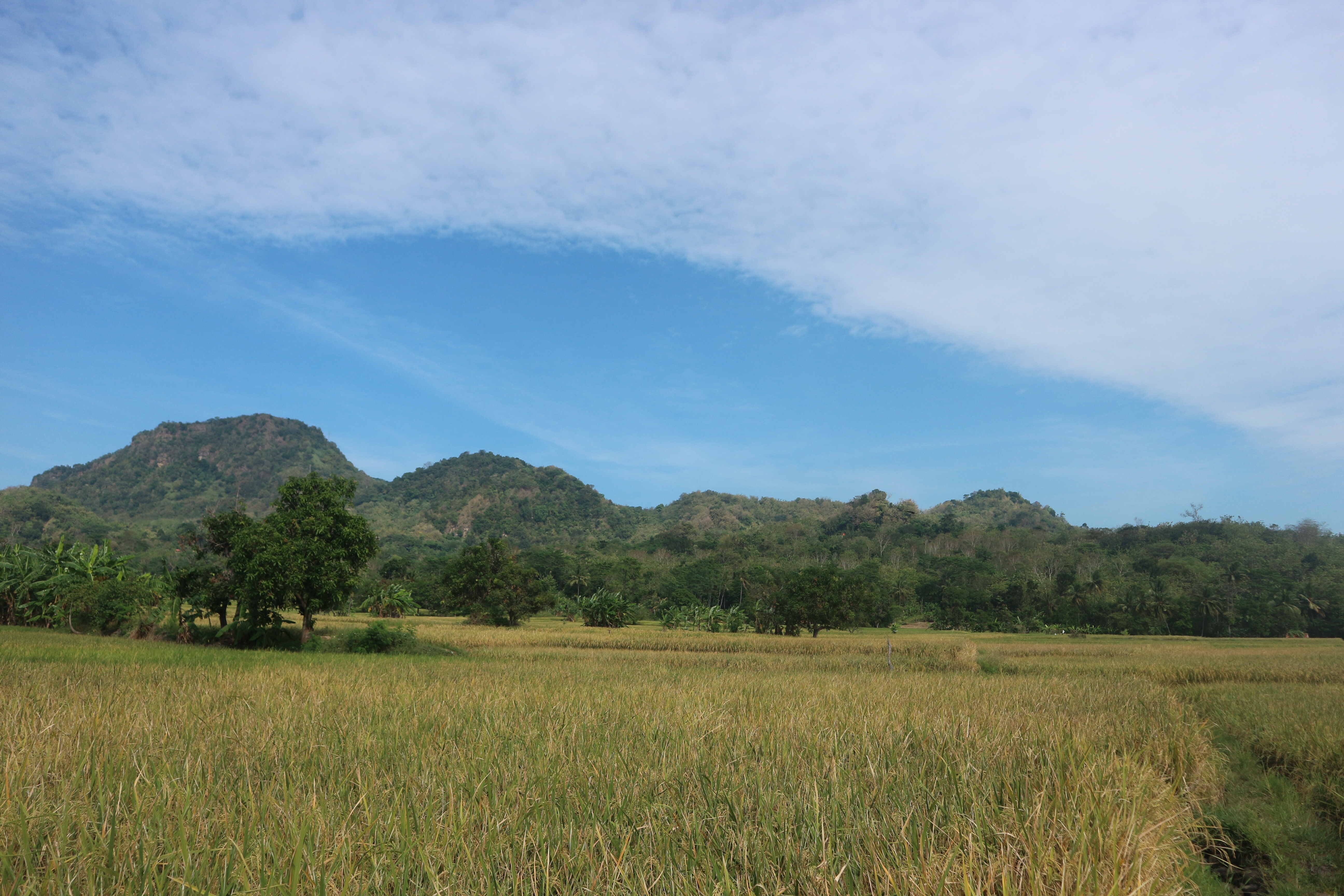 Hamparan sawah di Desa Karedok