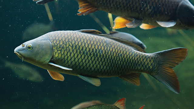 Asal-Usul Ikan Karper