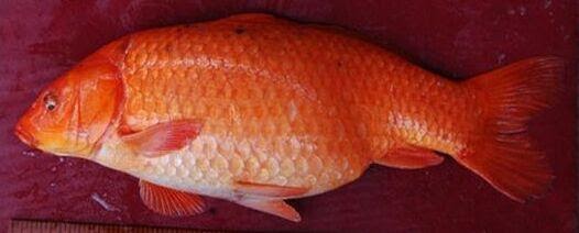 Ikan Mas Merah Najawa